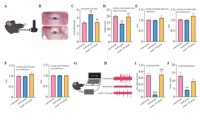 Effect of electroacupuncture at “Lianquan”(CV23) on post-stroke dysphagia in mice (x̄ ± sx̄，7 mice/group).