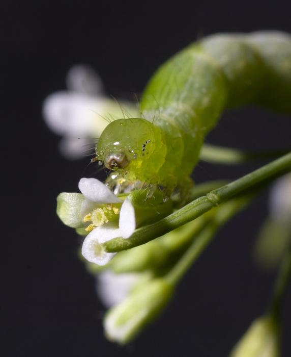 Insect on plant