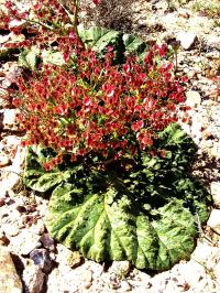 Desert Rhubarb (3 of 3)