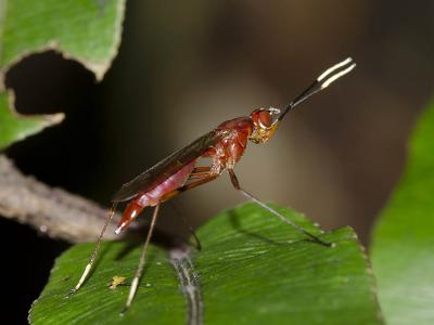 Micropezid