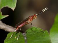 Micropezid