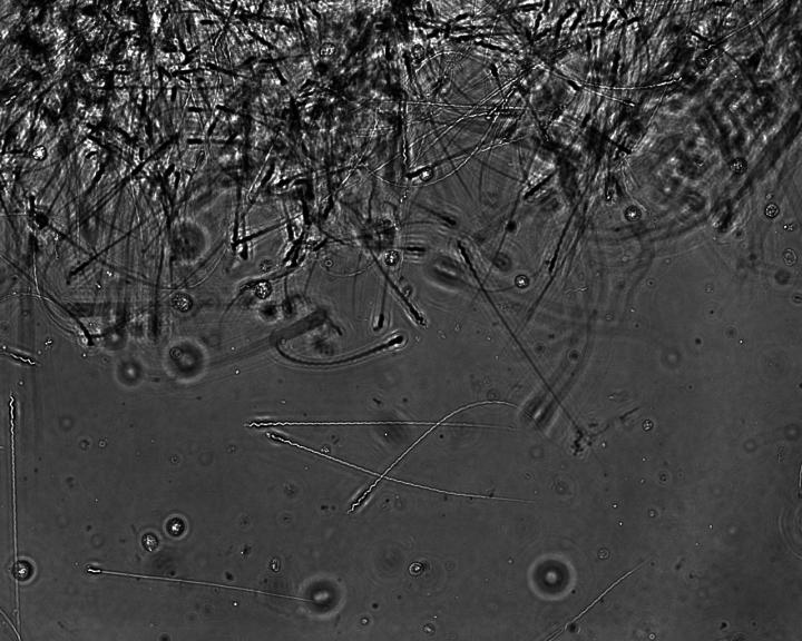 Flycatcher Sperm