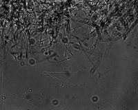 Flycatcher Sperm