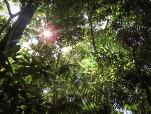 Tropical rainforest in the Amazon