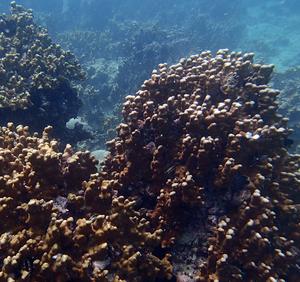 Resilient coral reefs