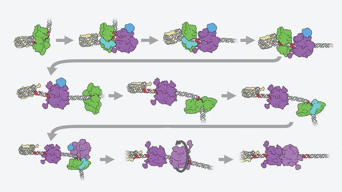 Pre-replicative complex