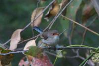 Fairy-Wren Babies Need Password for Food