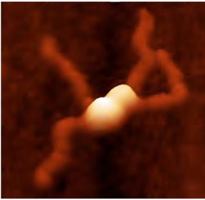 Plasmid AFM