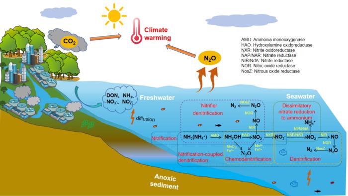 Conceptual model of marine N2O production pathways.