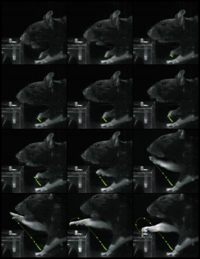 Therapy Restores Motor Control in Rats after Stroke (2 of 5)