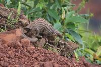 Pangolin