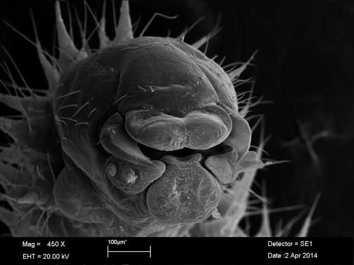 Second-Instar Trap-Jaw Ant Larva
