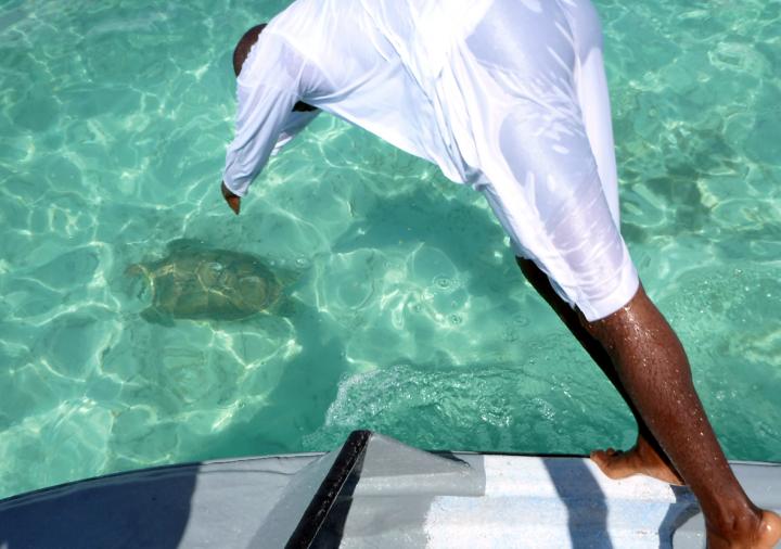 Turtle Dive