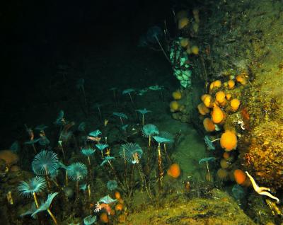 Antarctic Underwater Ecosystem