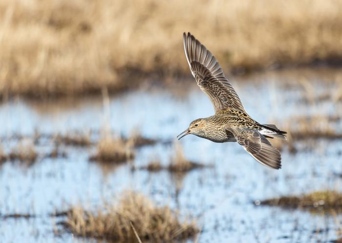 Pectoral sandpiper