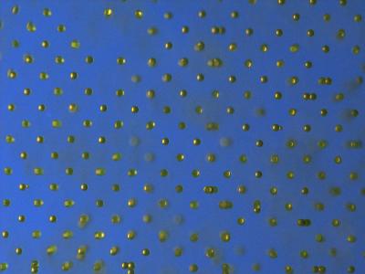 Experimental Micrograph