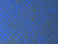 Experimental Micrograph
