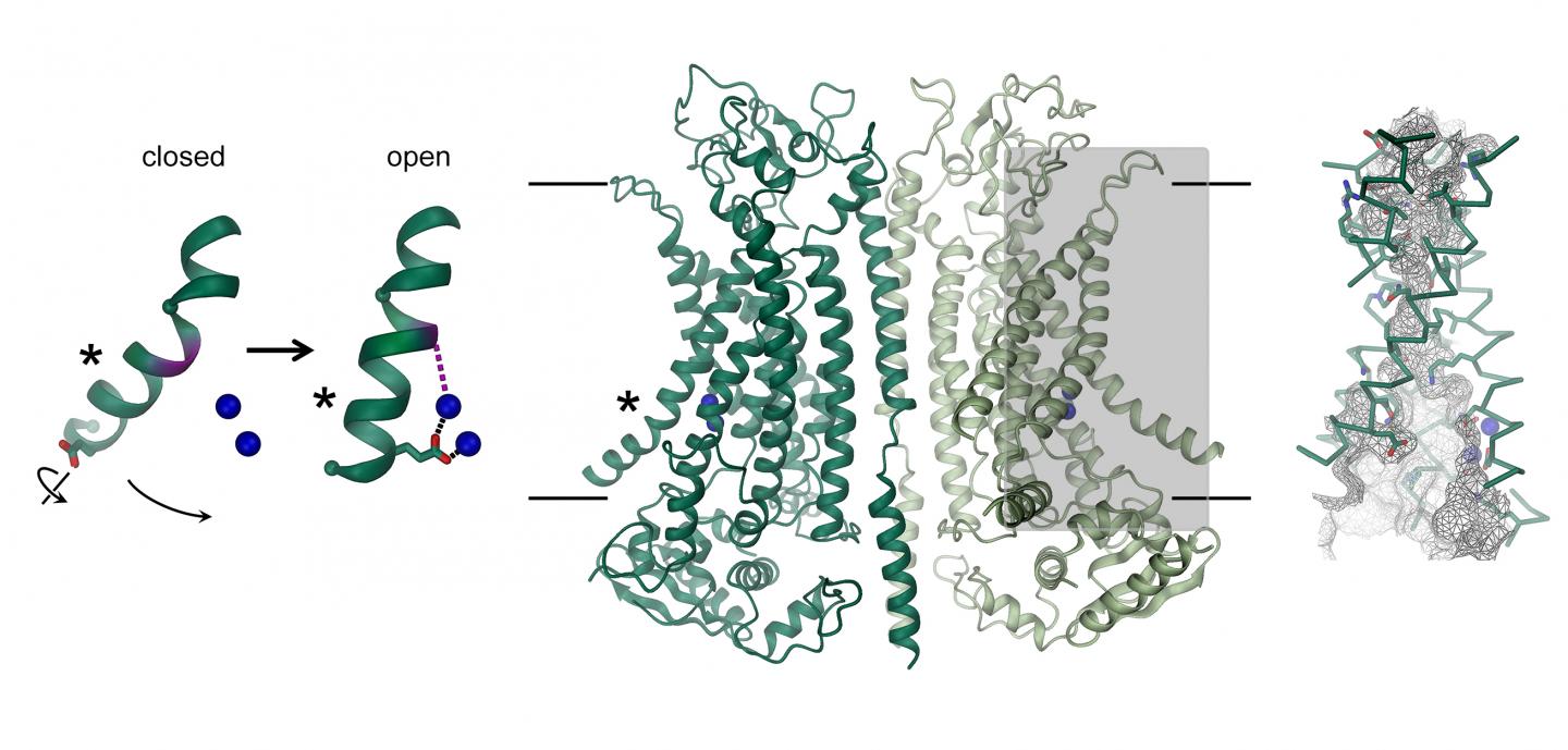 Calcium-Activated Chloride Channel TMEM16A