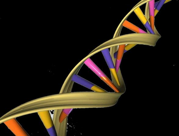 DNA Double Helix