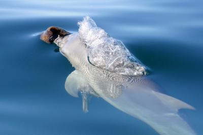 A Bottlenose Dolphin with a Sponge