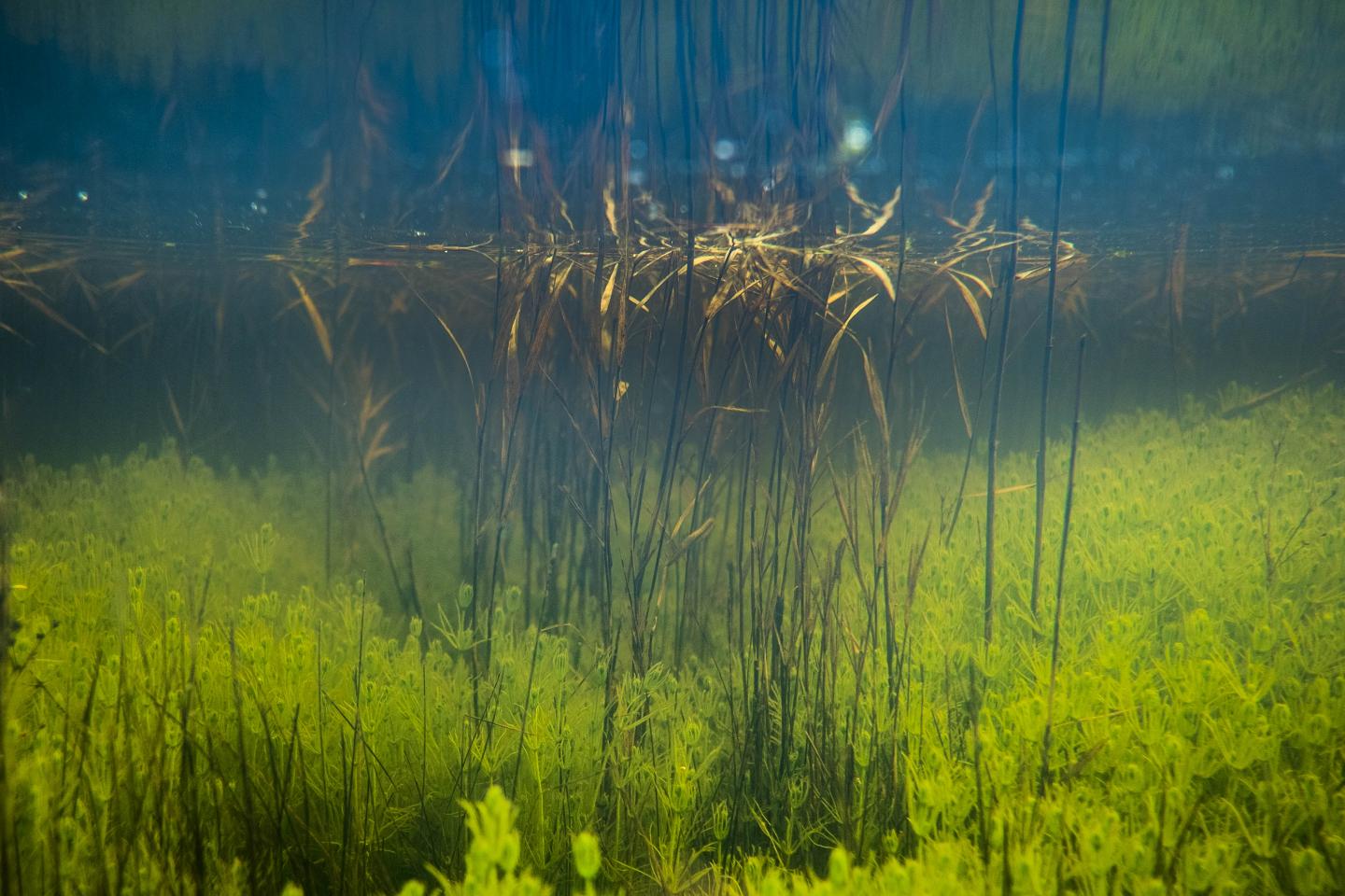Green Stoneworts
