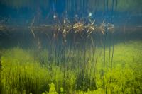 Green Stoneworts