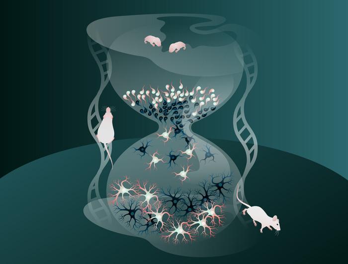 Neurons
