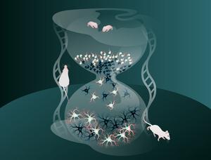 Neurons