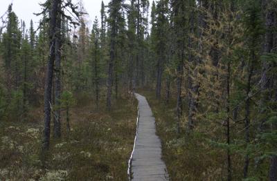 A Walk in the Wood