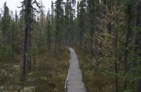 A Walk in the Wood