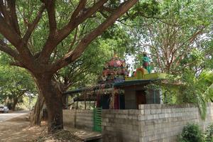 Urban trees, parks, and lakes in Bengaluru, India, build a green and blue infrastructure that supports the well-being of people, providing food, timber, medicine, but also cooling and purifying air and water and carrying important spiritual values.
