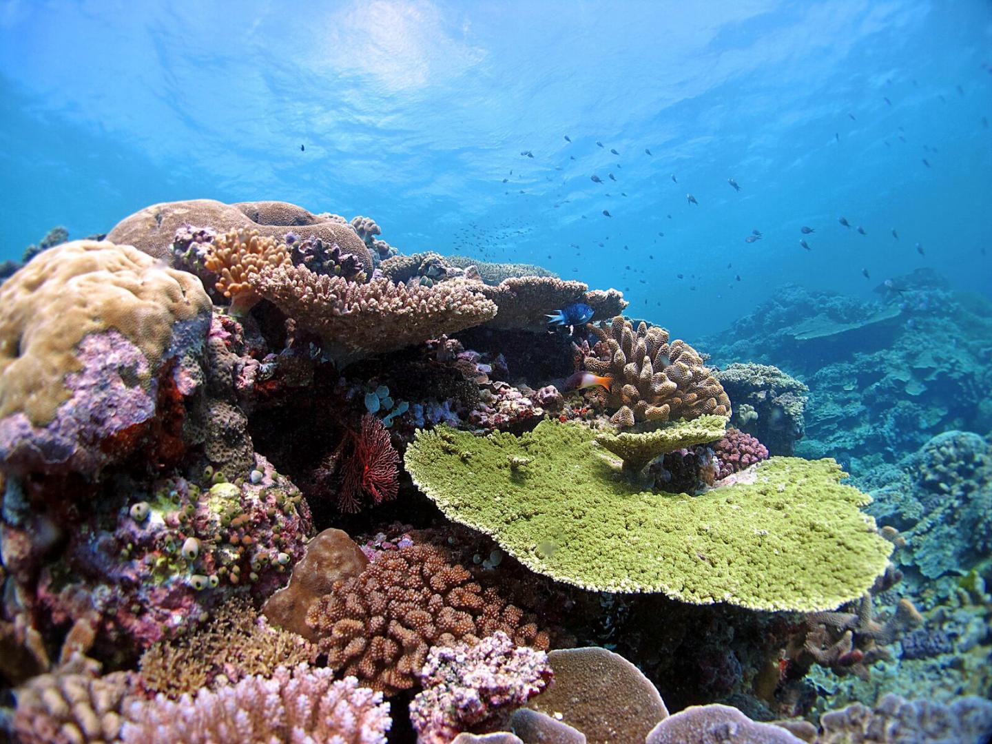 Coral near Great Barrier Reef