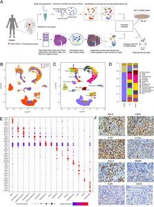 Single-cell RNA-sequencing analysis of normal human testis, paracancerous, and cancer tissues obtained from a patient with testicular DLBCL.