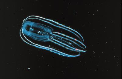 Lobate Ctenophores