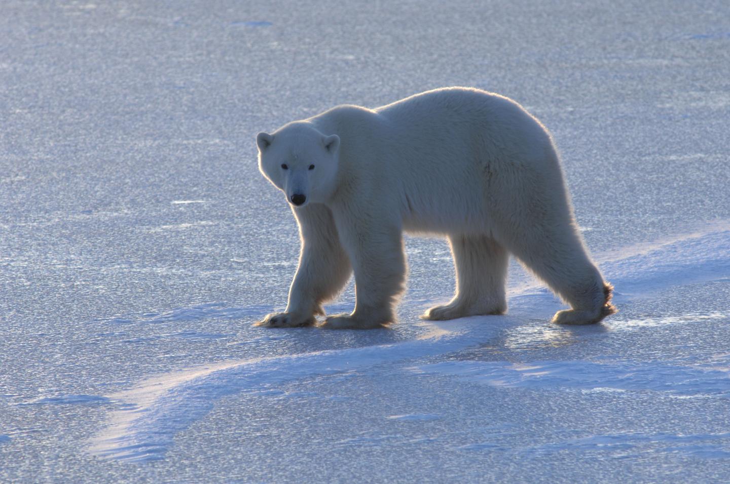 Polar Bear