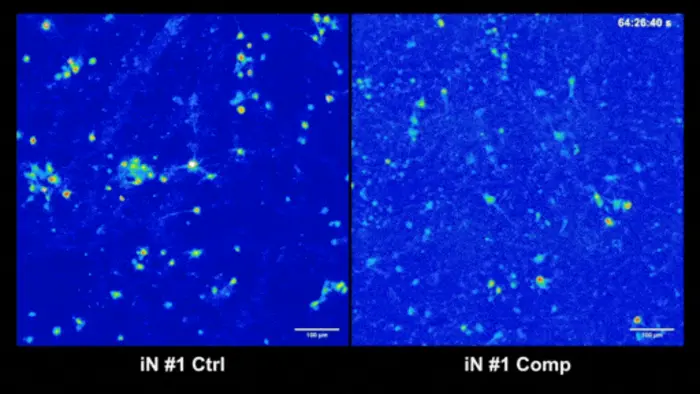 Neurons from experiment