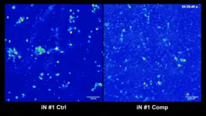 Neurons from experiment