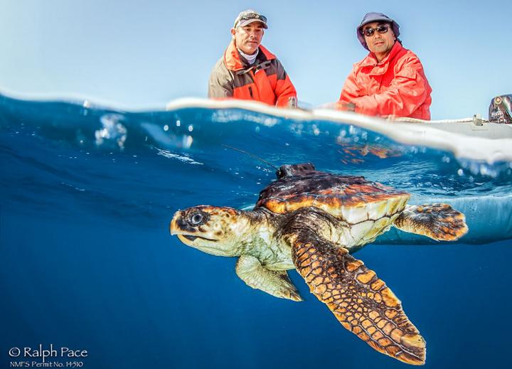 Tagged Loggerhead
