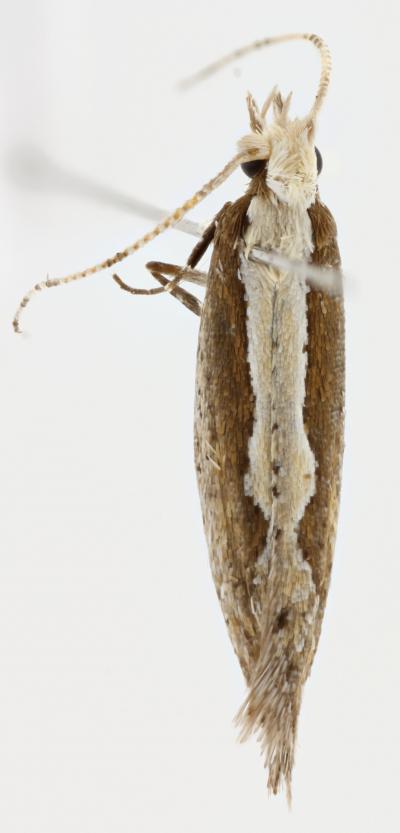 <i>Plutella australiana</i>