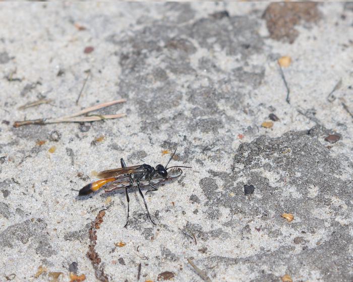 A female wasp carrying a prey caterpillar