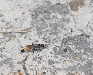 A female wasp carrying a prey caterpillar