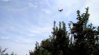 Lanternfly in Flight