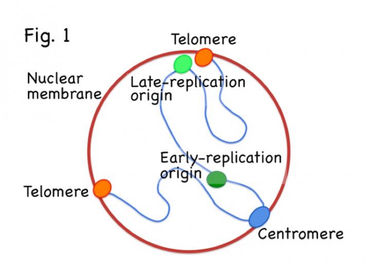Intra-Nuclear Localization