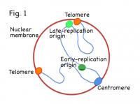 Intra-Nuclear Localization