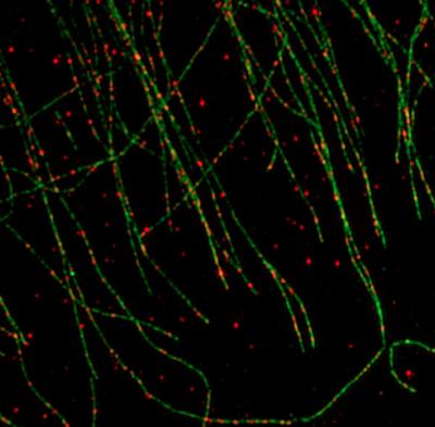 PTEN Travels along Microtubule