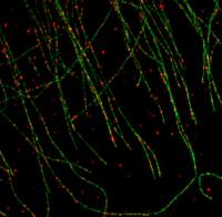 PTEN Travels along Microtubule