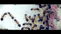 Working Ants