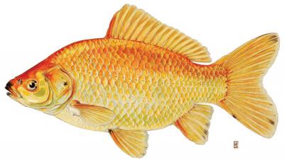 Goldfish