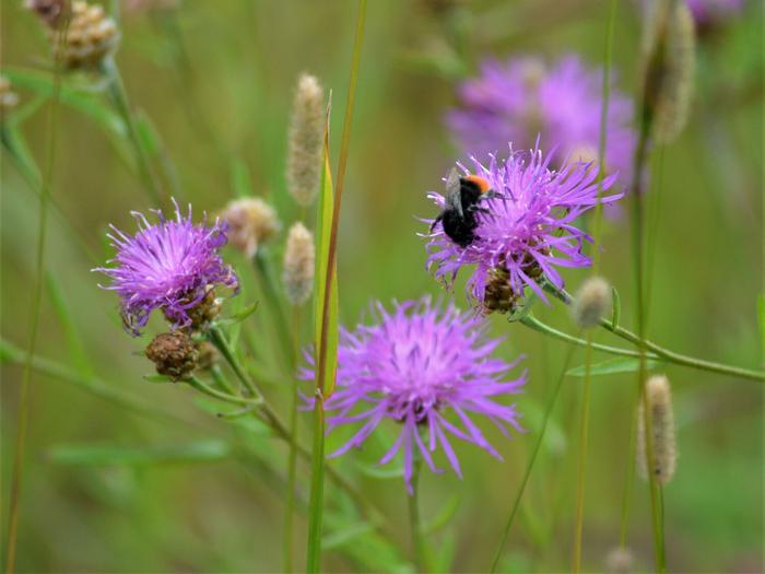 Red-tailed bumblebee (Bombus lapidarius) on flowering meadow knapweed
