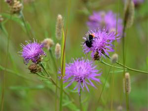 Red-tailed bumblebee (Bombus lapidarius) on flowering meadow knapweed